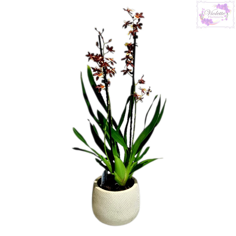 Orquídea Cambria - Floristeria Violette